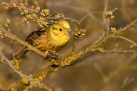 Strnad obecny - Emberiza citrinella - Yellowhammer 1578
